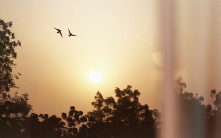 neya-article